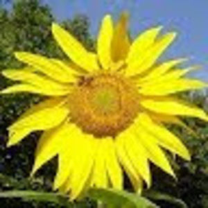 Meet your Posher, Sunflower field